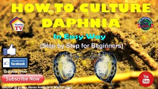 HOW TO CULTURE DAPHNIA In Easy Way [upl. by Suivat]