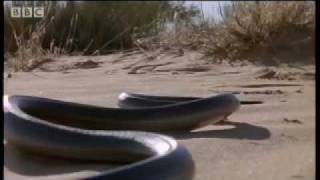 How snakes move amp run  Serpent  BBC Animals [upl. by Leoline351]